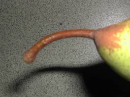 BELLE ANGEVINE - Pédicelle Stem