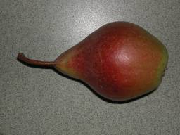 BELLE ANGEVINE fruit