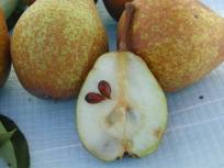 Belle Julie - Coupe d'un fruit - cut of a fruit