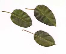 Feuiles de - leaves of Belle Julie