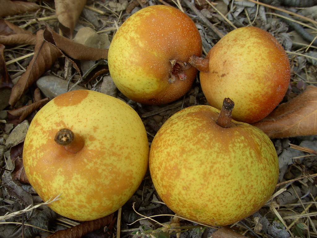 CRAPAUD - Beginning october - Début octobre