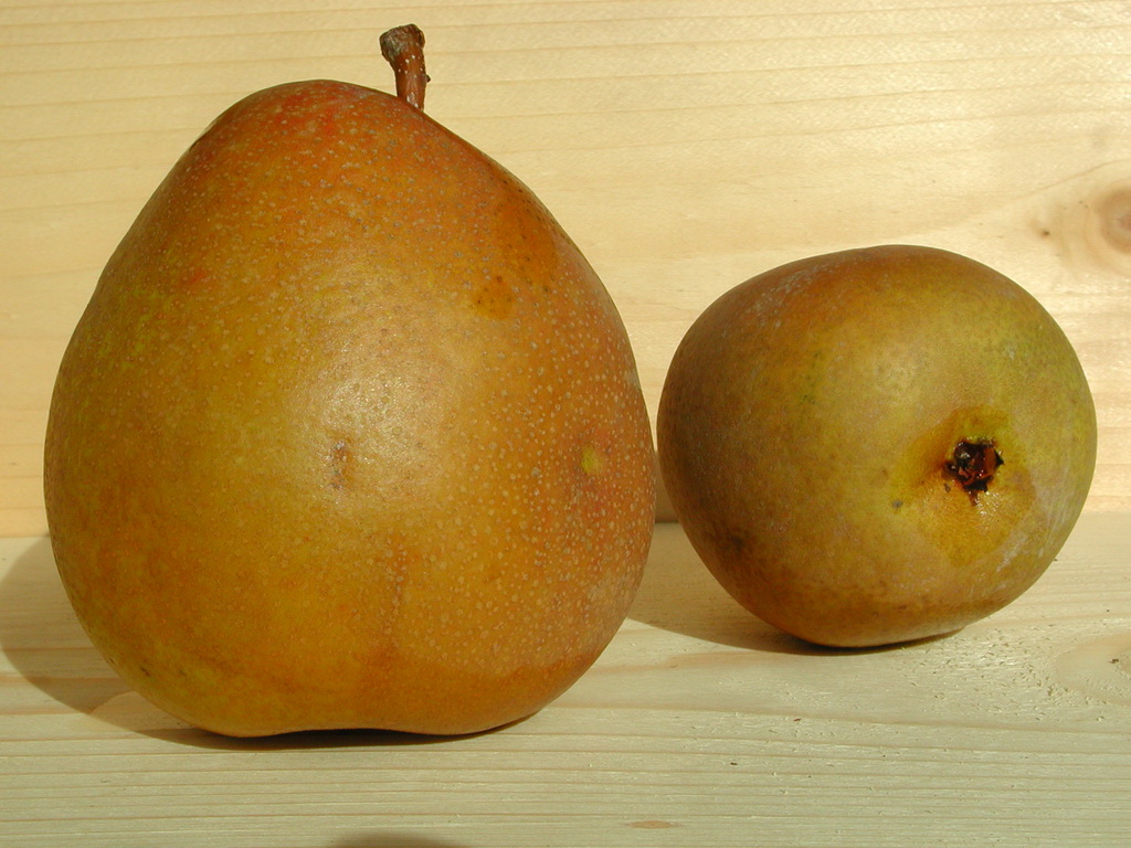 BEURRÉ HARDY - Début Octobre - At the beginning of october