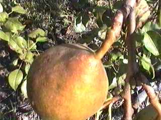 BEURRÉ MADAME CHAUDY