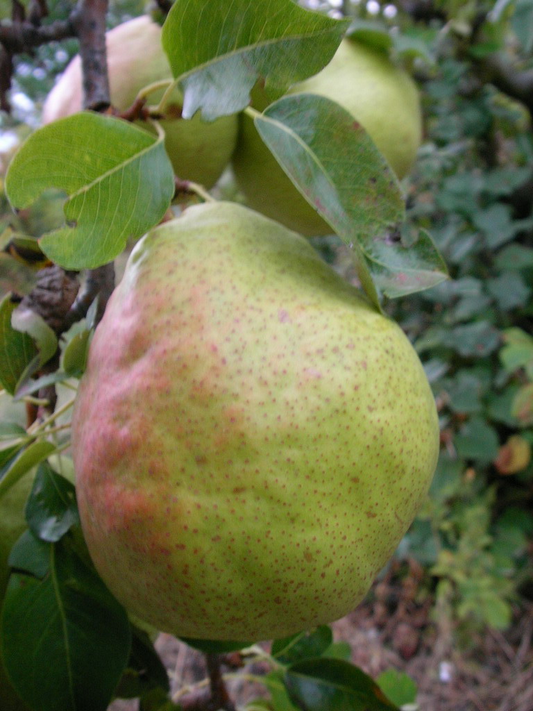 DUCHESSE D'ANGOULÊME - On the tree beginning october - Sur l'arbre début octobre