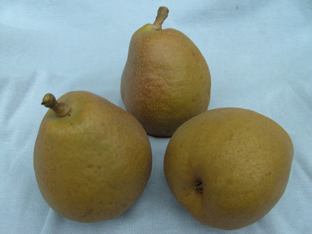 DUCHESSE de BÉRERD - At  beginning october - A début octobre