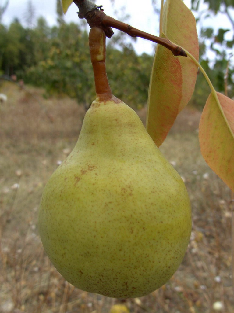 ELDORADO- On the tree beginning october - Sur l'arbre début octobre