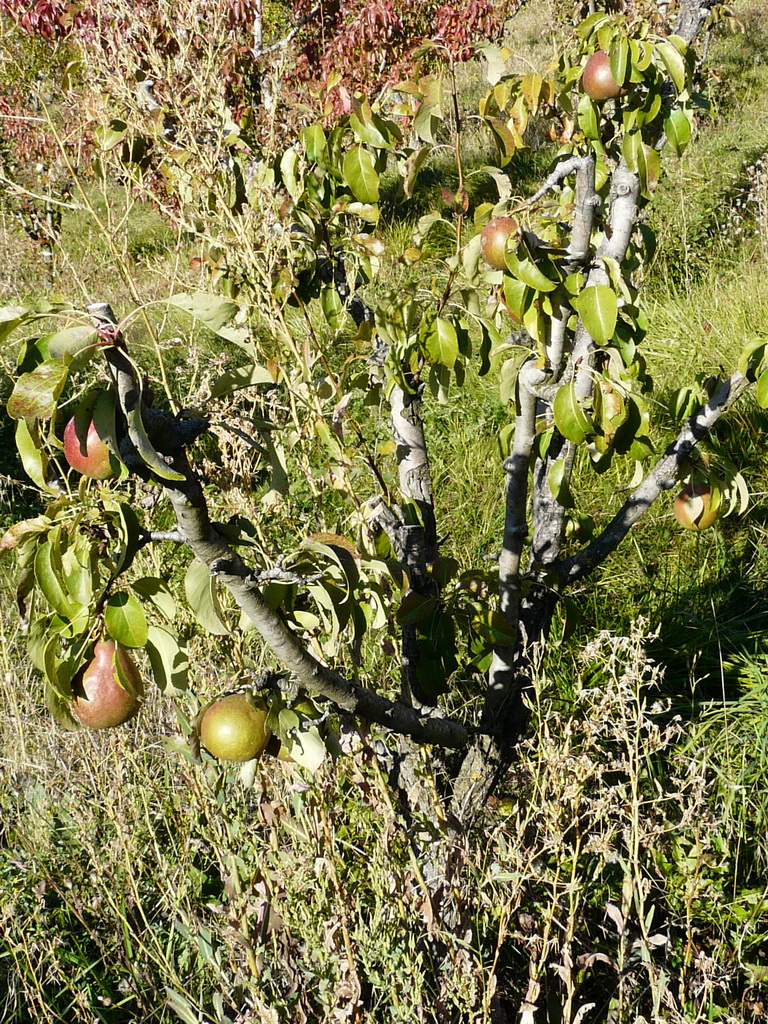EUROPA - L'arbre fin septembre - Tree at the end of september