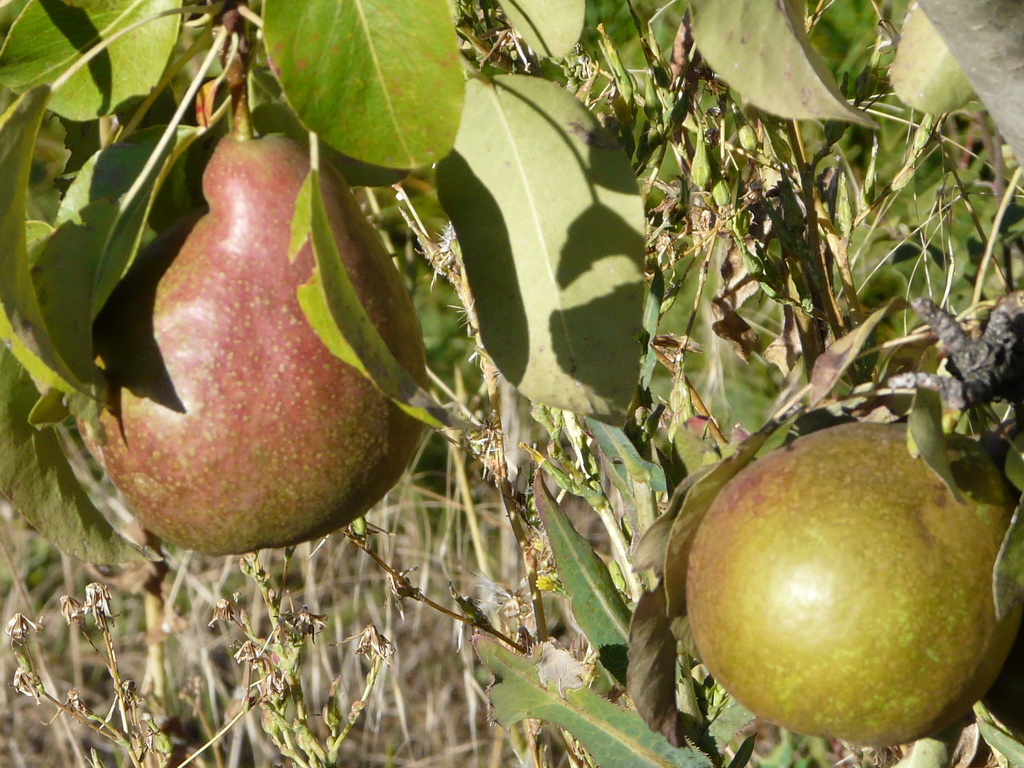 EUROPA - Fruits - Sur l'arbre - On the tree