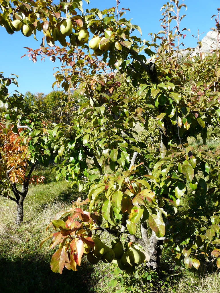 GÉNÉRAL OSMANVILLE - L'arbre fin septembre - Tree at the end of september