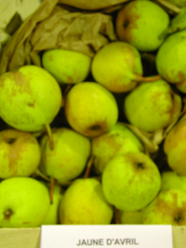 JAUNE D'AVRIL  - Exposition en Octobre - Expo in october