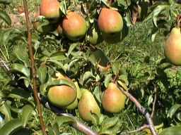 LÉGIPONT - Sur l'arbre / On the tree