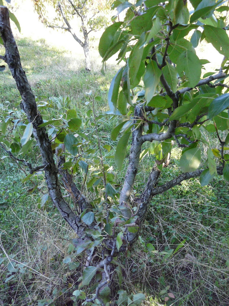 MERTON PRIDE - L'arbre fin septembre - Tree at the end of september