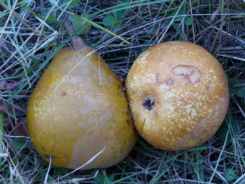 MERTON PRIDE - Fin septembre - At the end of september