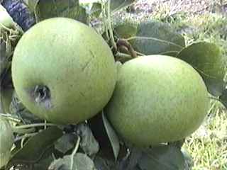 NAIN VERT (le) - Sur l'arbre / On the tree