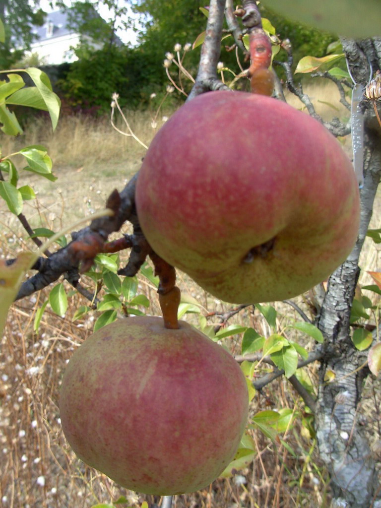 REPUBLICA - On the tree beginning october - Sur l'arbre début octobre