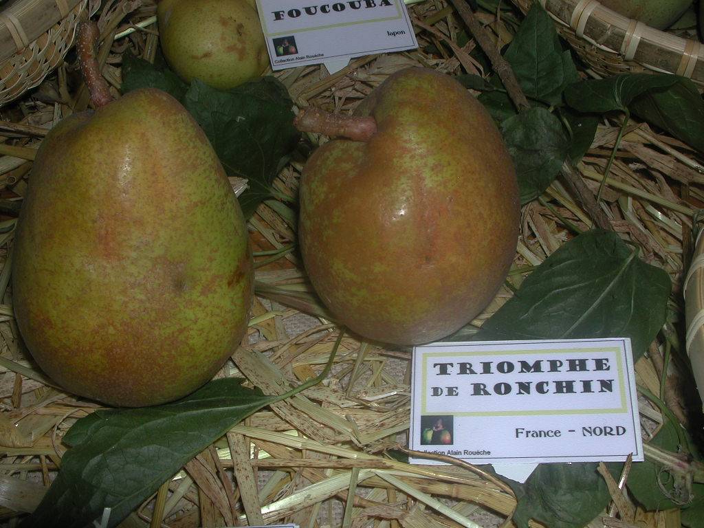 TRIOMPHE DE RONCHIN-  EXPO - En octobre / In october