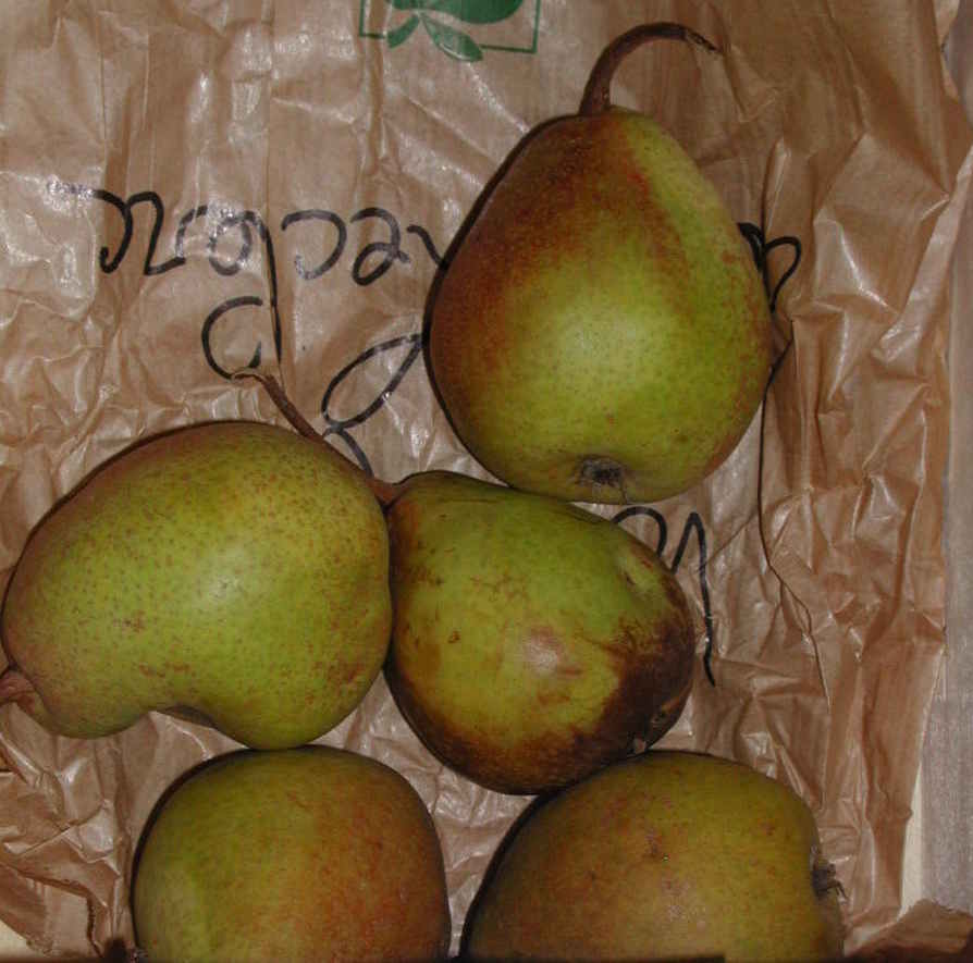 VAN MONS LEON LECLERC