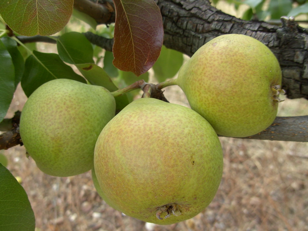 VERTE TARDIVE - Sur l'arbre début octobre - On the tree beginning october