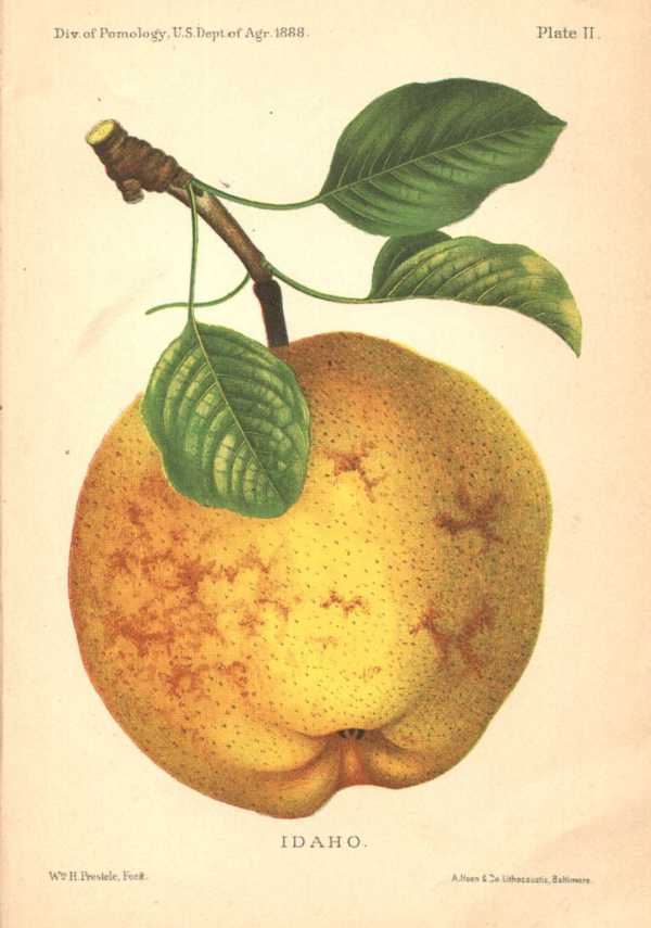 DIVISION OF POMOLOGY USA - DEPARTMENT OF AGRICULTURE REPORT OF THE YEAR 1888 