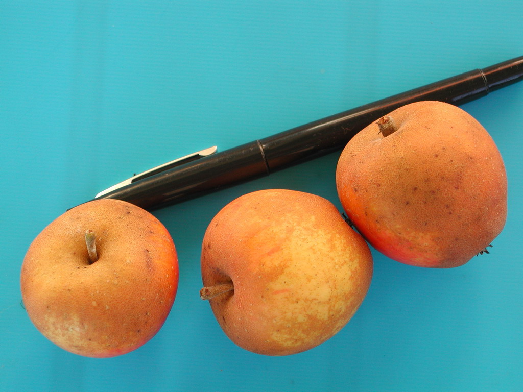 APEZ SAGARRA - FRUITS - En Ocotbre / In October