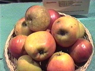 ARGILIERE