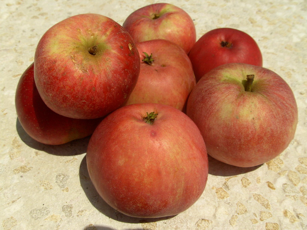 ASTRACAN ROUGE - Fruits - En Août - In August