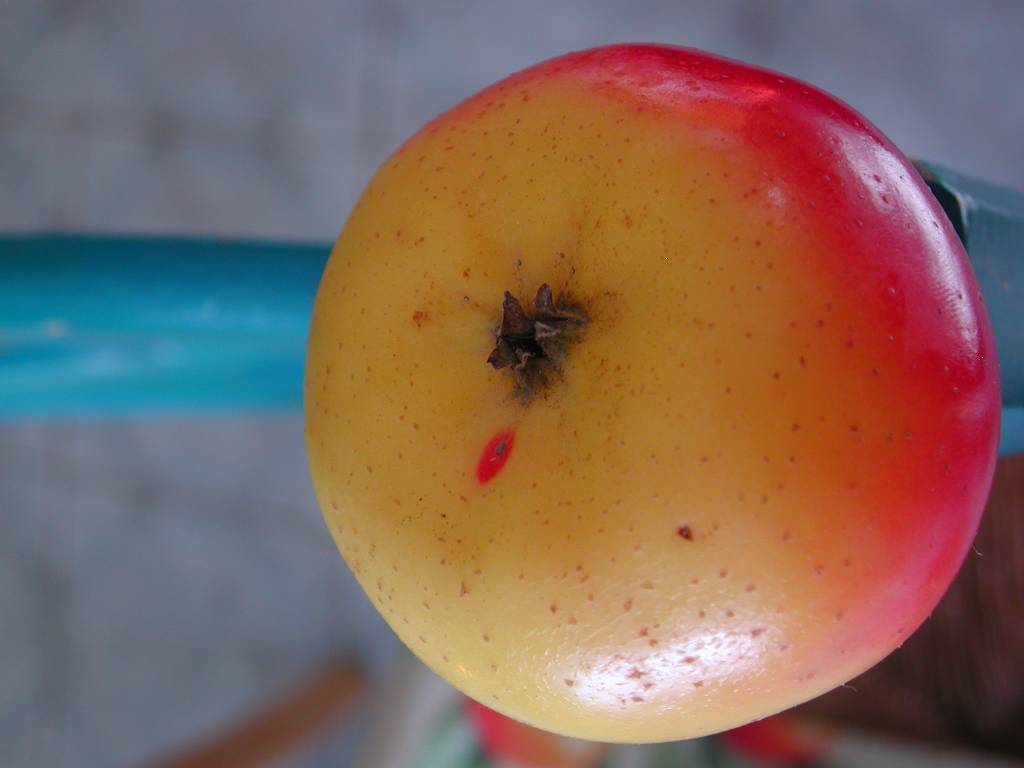 BELLE DES BUITS - Oeil - Calyx