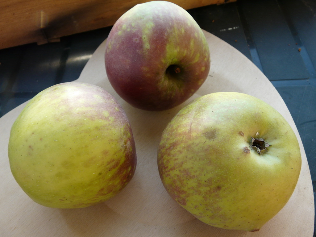 BERNER ROSENAPFEL- FRUITS en Octobre / In October