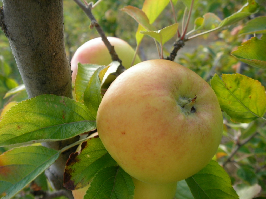 CALVILLE LOMBARTS - Sur larbre à fin septembre - On the tree at the end of september