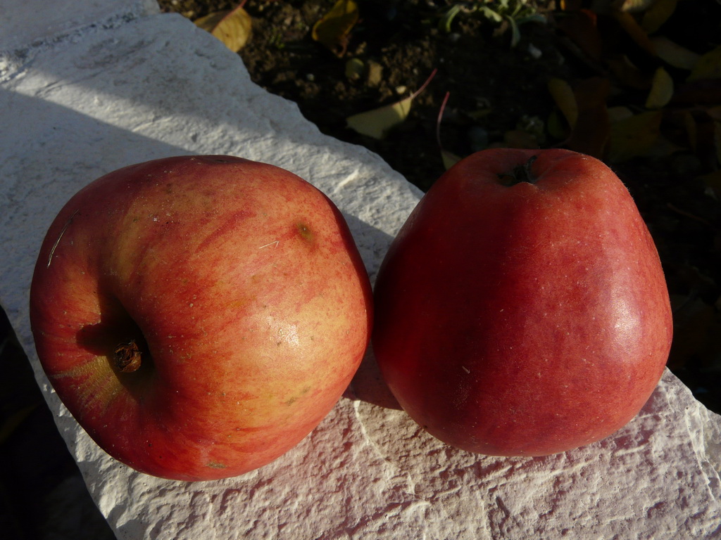 CHÂTAIGNE D'ANNECY - Fruits - En novembre / In november