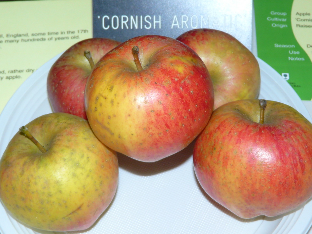 CORNISH AROMATIC - Exposé le 17 novembre à Eurocroq’pom LIMOGES 2013 par Royal horticultural society