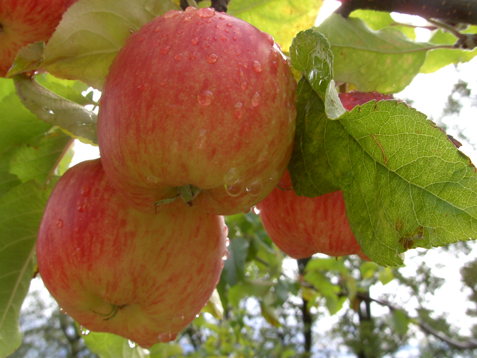 DELBARESTIVALE - On the tree  - Sur l'arbre
