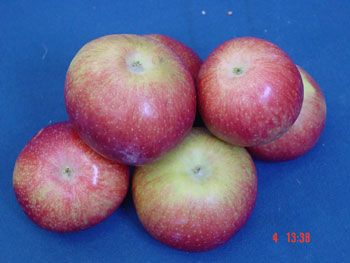 EDEN -  photo Plant Breeding, Physiology and statistics/Amelioration des plantes, physiologie et statistique à  St-Jean-sur-Richelieu, Quebec Canada