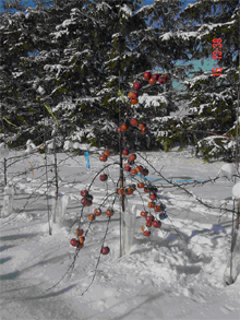 EDEN -  photo Plant Breeding, Physiology and statistics/Amelioration des plantes, physiologie et statistique à  St-Jean-sur-Richelieu, Quebec Canada