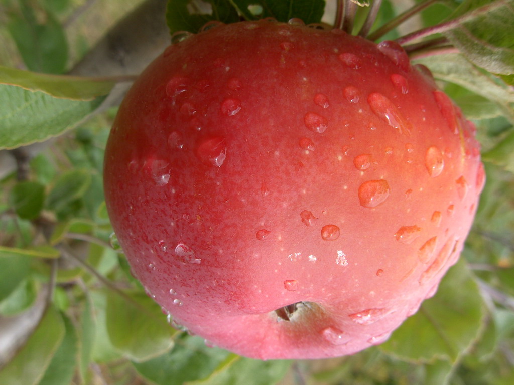FARO - Sur l'arbre - On the tree