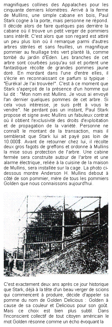 Zone de Texte: magnifiques collines des Appalaches pour les cinquante derniers kilomtres. Arriv  la ferme de Mulllins, une simple cabane en bois, Paul Stark cogne  la porte, mais personne ne rpond. Il dcide alors de faire quelques pas derrire la cabane o il trouve un petit verger de pommiers sans intrt. C'est alors que son regard est attir un peu plus loin o il remarque parmi d'autres arbres striles et sans feuilles, un magnifique pommier au feuillage trs vert plant l, comme tomb du jardin d'Eden. Les branches de cet arbre sont courbes jusqu'au sol et portent une fantastique rcolte de grandes pommes jaune dor. En mordant dans l'une d'entre elles, il s'crie en reconnaissant ce parfum si typique : "Eurka! Je l'ai trouve!". C'est  ce moment que Stark s'aperoit de la prsence d'un homme qui lui dit : "Mon nom est Mullins. Je vous ai envoy l'an dernier quelques pommes de cet arbre. Si cela vous intresse, je suis prt  vous le vendre". Ne perdant pas un instant, Paul Stark propose et signe avec Mullins un fabuleux contrat o il obtient l'exclusivit des droits d'exploitation et de propagation de la varit. Personne ne connat le montant de la transaction, mais il semblerait que Stark lui ait pay pas loin de 10.000$. Avant de retourner chez lui, il rcolte deux gros fagots de greffons et ordonne  Mullins la mise sous protection de l'arbre. Une cabine ferme sera construite autour de l'arbre et une alarme lectrique, relie  la cuisine de la maison de Mullins, sera installe sur la cage. La photo ci-dessous montre Anderson H. Mullins debout  ct de son pommier, mre de tous les pommiers Golden que nous connaissons aujourd'hui. 

 

C'est exactement deux ans aprs ce jour historique que Stark, dj  la tte d'un beau verger de scions qui commencent  produire, dcide d'appeler sa pomme du nom de Golden Delicious : Golden  cause de sa couleur et Delicious pour son got. Mais ce choix est bien plus subtil. Dans l'inconscient collectif de tout citoyen amricain le mot Golden rsonne comme un cho voquant la
