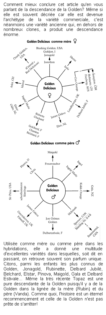 Zone de Texte: Comment mieux conclure cet article qu'en vous parlant de la descendance de la Golden? Mme si elle est souvent dcrie car elle est devenue l'archtype de la varit commerciale, c'est nanmoins une varit ancienne qui, en dehors de nombreux clones, a produit une descendance norme. 
 
 
Utilise comme mre ou comme pre dans les hybridations, elle a donn une multitude d'excellentes varits dans lesquelles, soit dit en passant, on retrouve souvent son parfum unique. Citons, parmi les enfants les plus connus de Golden, Jonagold, Rubinette, Delbard Jubil, Belchard, Elstar, Pinova, Maigold, Gala et Delbard Estivale Mme la trs rcente Topaz est une pure descendante de la Golden puisqu'il y a de la Golden dans la ligne de la mre (Rubin) et du pre (Vanda). Comme quoi, l'histoire est un ternel recommencement et celle de la Golden n'est pas prte de s'arrter!





