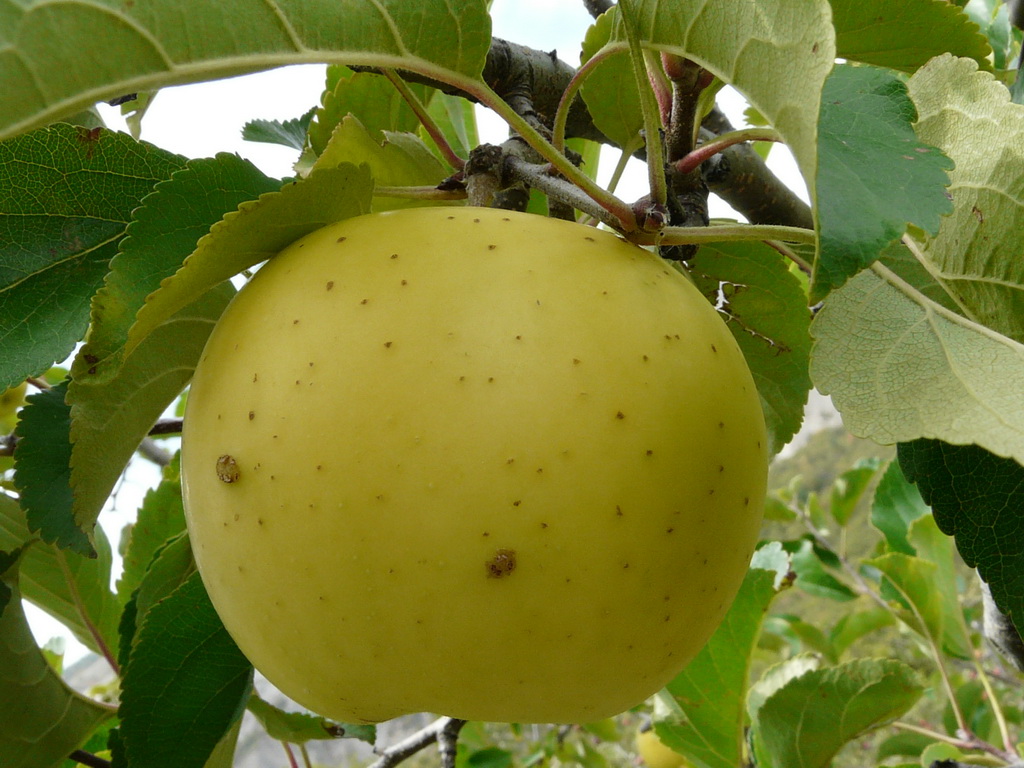 GREENSLEEVES - FRUIT- Sur l'arbre fin septembre - On the tree at the end of september