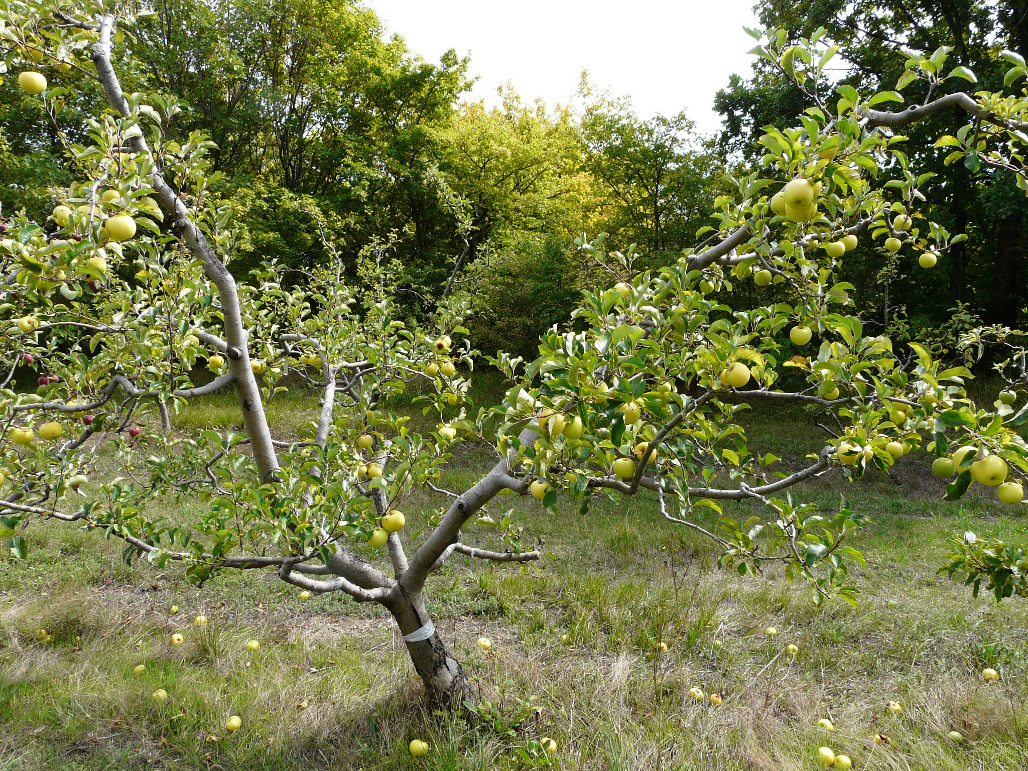 GREENSLEEVES - ARBRE / TREE - Fin Septembre / End september