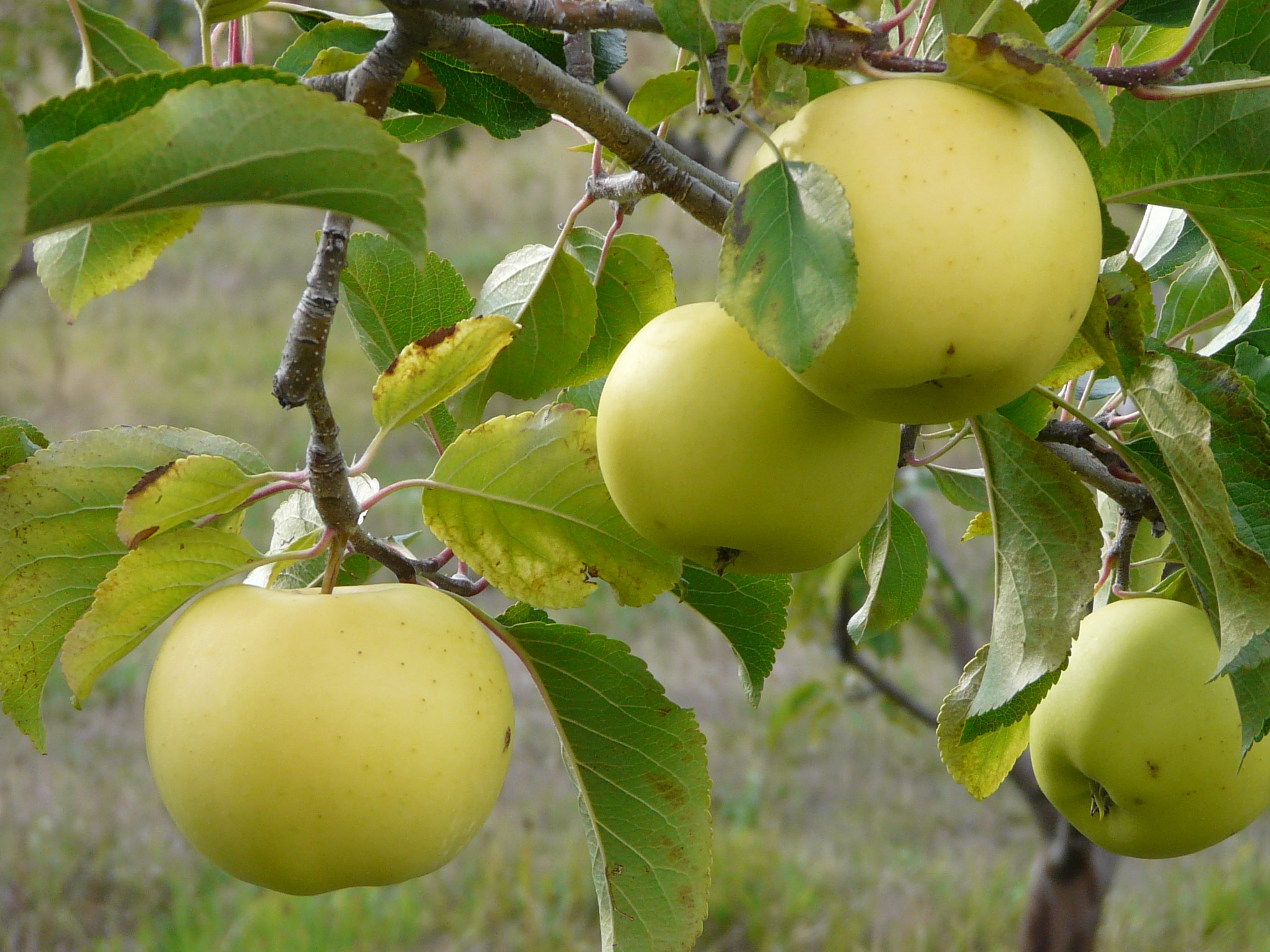 GREENSLEEVES - FRUIT- Sur l'arbre fin septembre - On the tree at the end of september