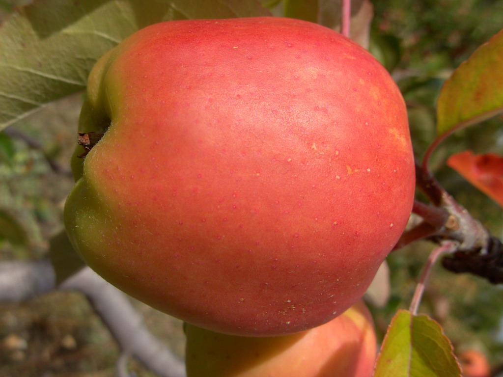 GUIDE DES POMMES GUIDE OF APPLES JERSEY RED