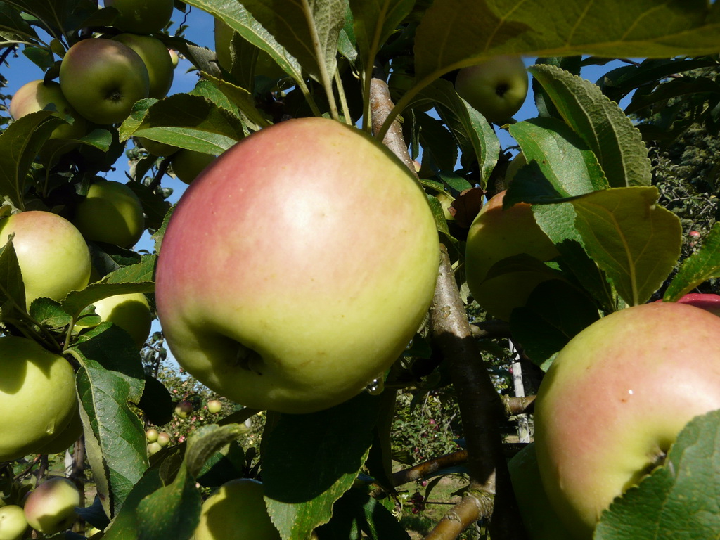LA LONGUE - Photo prise dans le verger de l'INRA en septembre