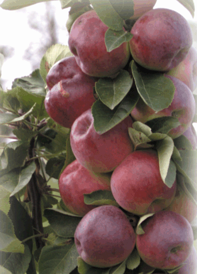 MACEXCEL -  photo Plant Breeding, Physiology and statistics/Amelioration des plantes, physiologie et statistique à  St-Jean-sur-Richelieu, Quebec Canada