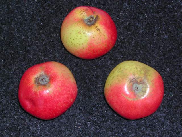 MIRAKA- Les trois premières