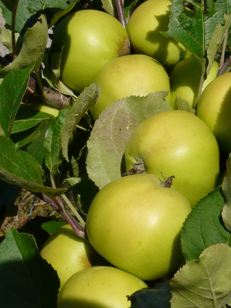 PARTHENA - En août sur l'arbre / In August on the tree
