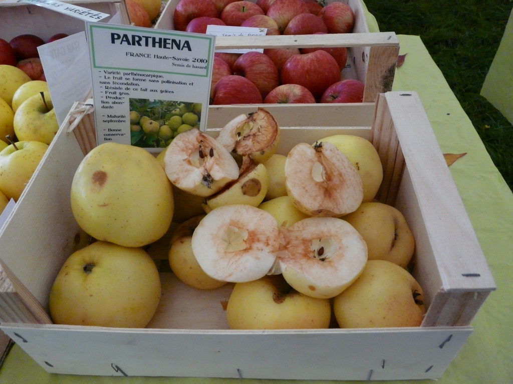 PARTHENA - Expo en Novembre - Expo in November