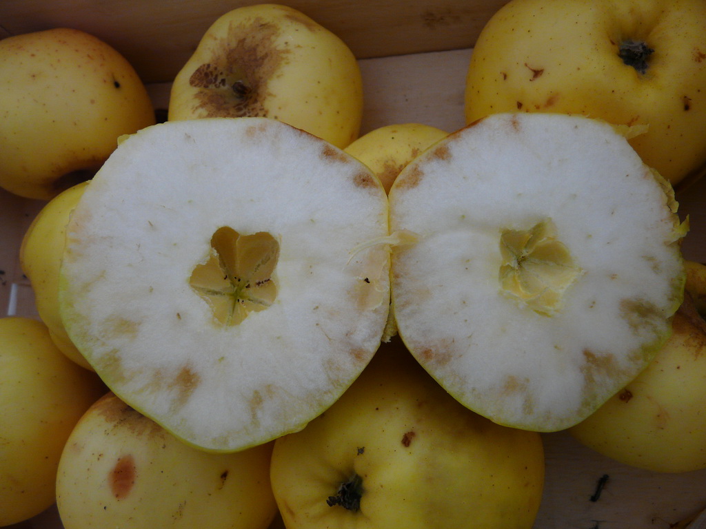 PARTHENA - Trou de l'épicarpe - Hole of the core