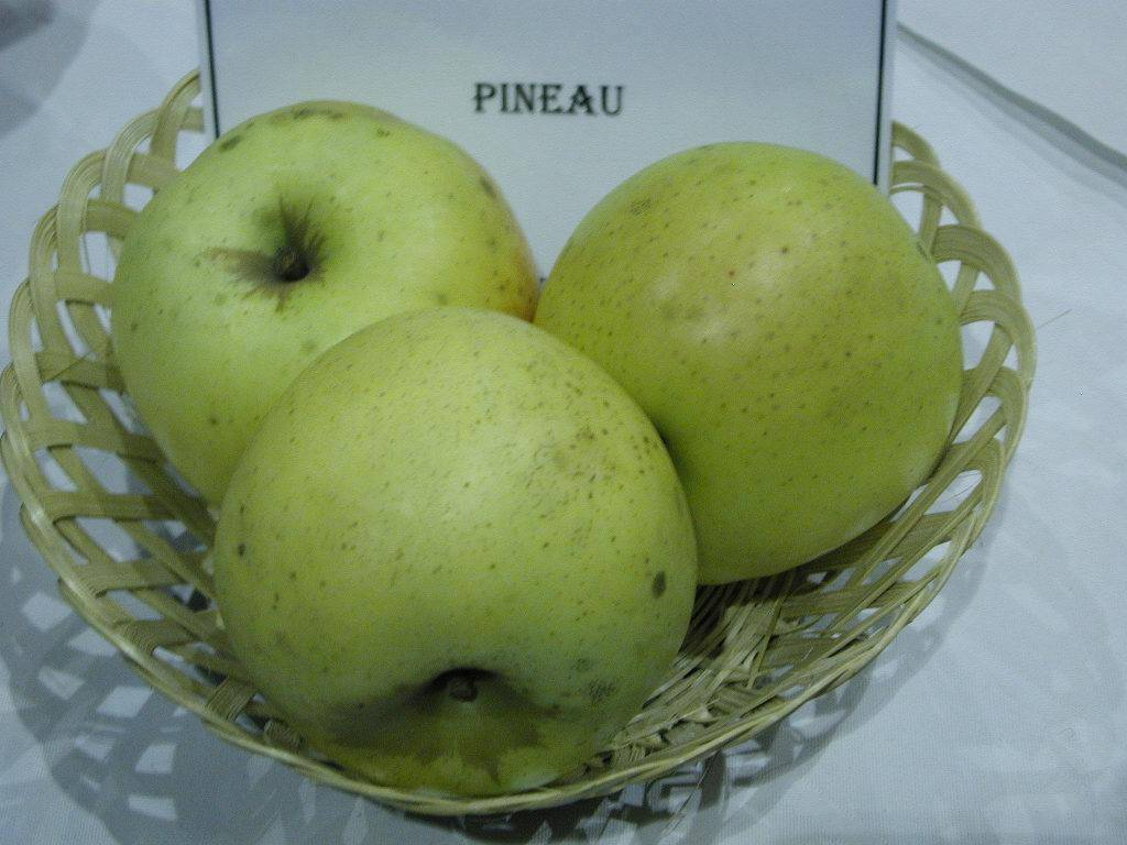 PINEAU -  Exposé  le 17 novembre à Eurocroq’pom LIMOGES  2013  par Conservatoire Régional d'Aquitaine