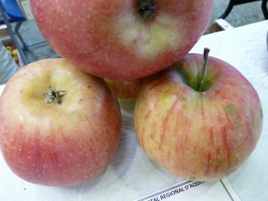 POMME D'ALBRET-  Exposé  le 17 novembre à Eurocroq’pom LIMOGES  2013  par Conservatoire Régional d'Aquitaine