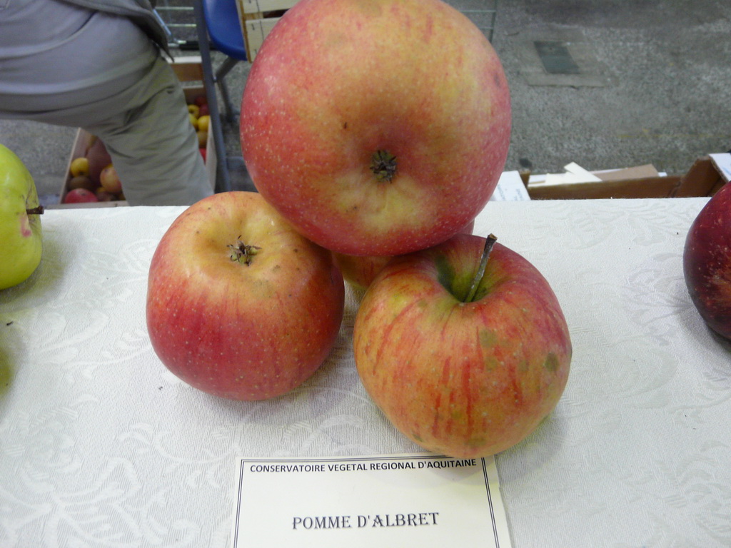POMME D'ALBRET-  Exposé  le 17 novembre à Eurocroq’pom LIMOGES  2013  par Conservatoire Régional d'Aquitaine
